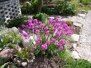 Perennial plant lychnis