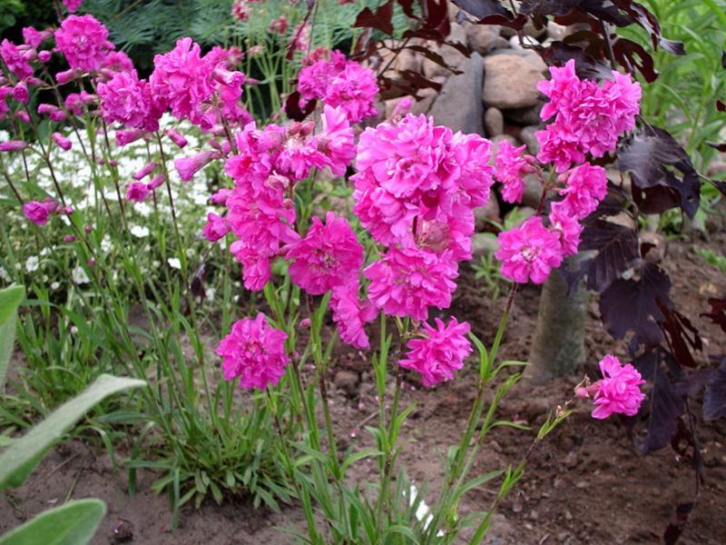 Perennial garden flowers lychnis