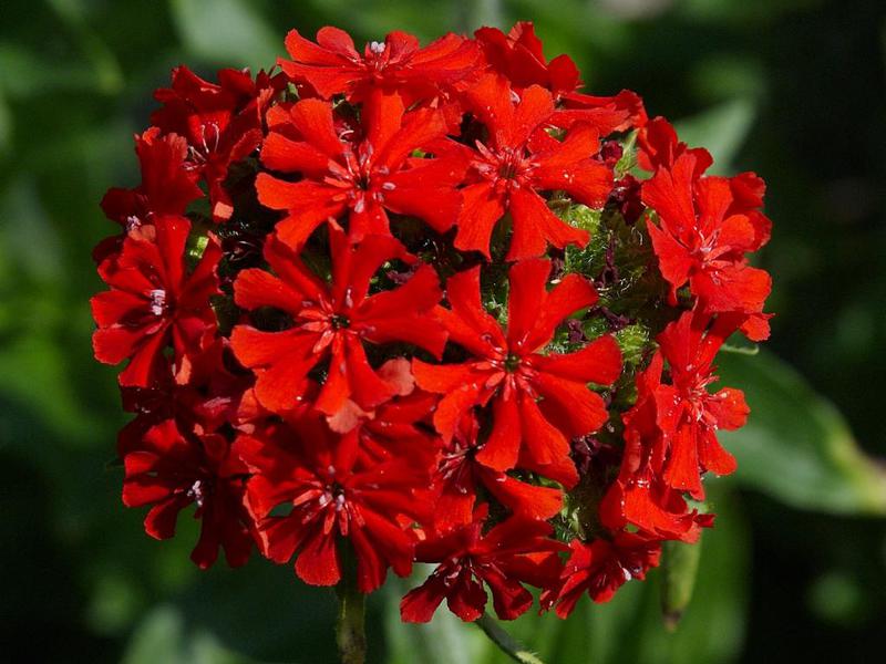 Beautiful flowers in the lichnis garden