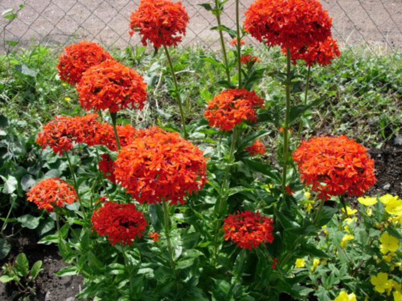 Lychnis plant pests