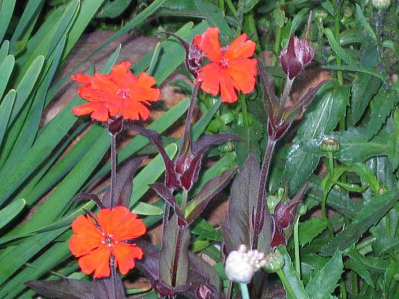 Lychnis flower