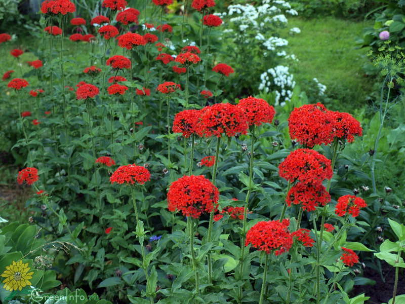 Lichnes perennial flowers