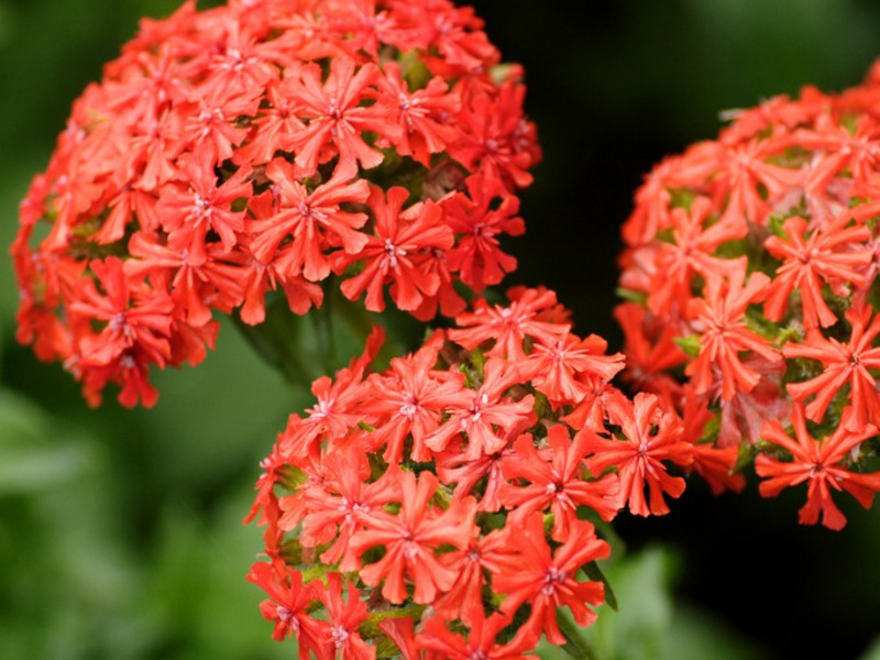 Lichnis garden plant