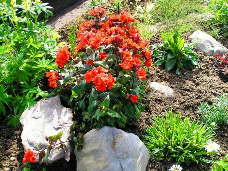 Perennial garden flowers lychnis