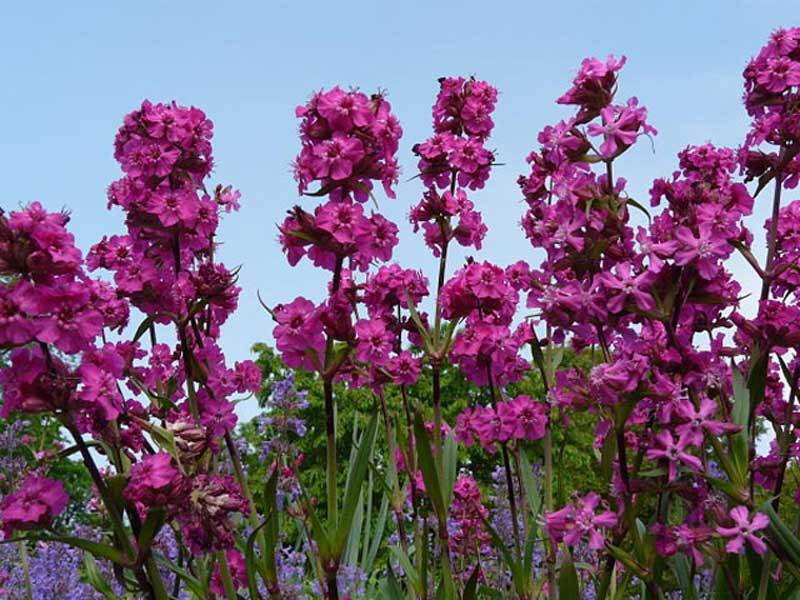 Varieties and types of lychnis