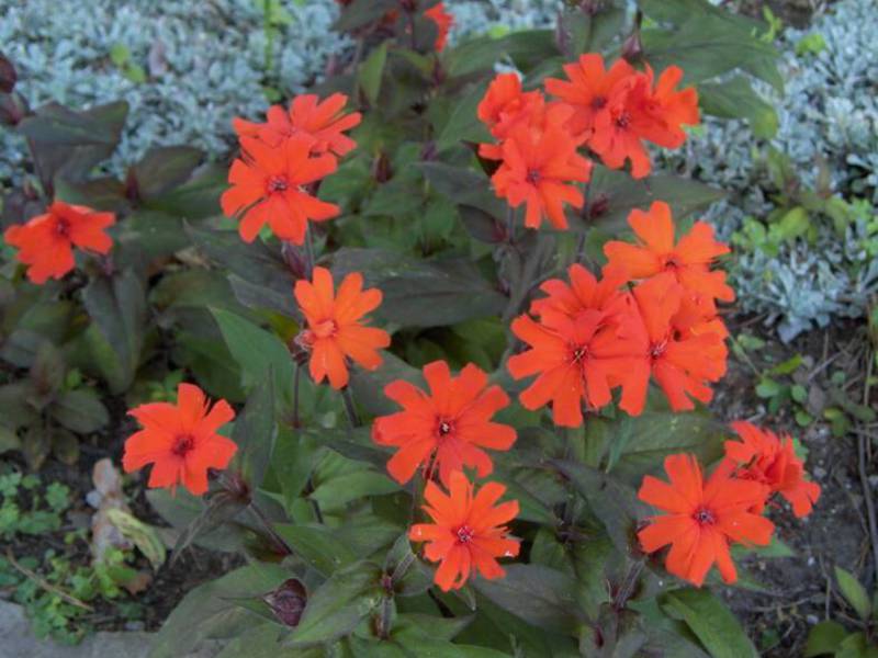 Perennial garden flowers lychnis