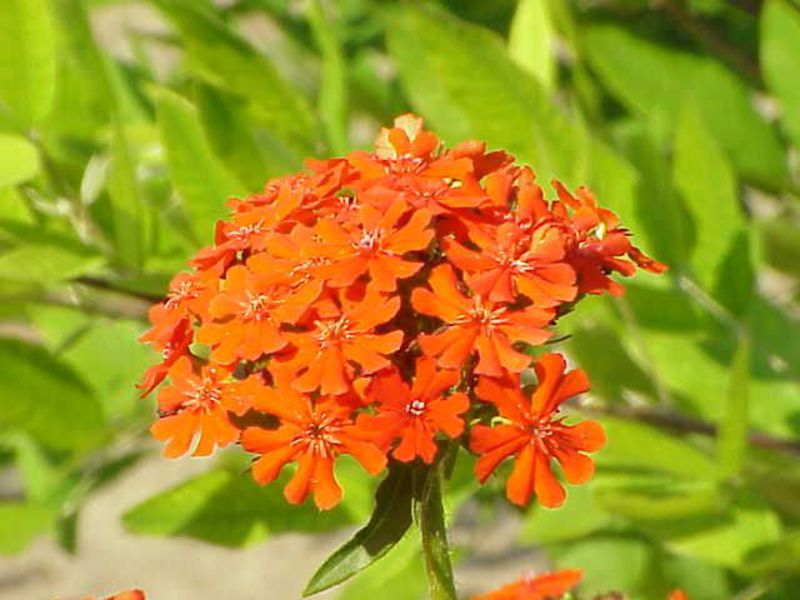 Varieties of garden lichnis