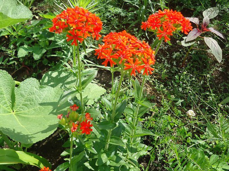 Lichness flowers in the garden