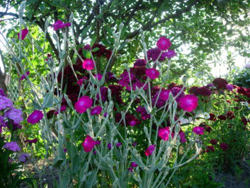 Lichnis cultivation