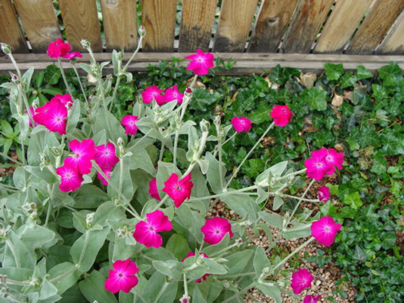 What are the varieties of lychnis