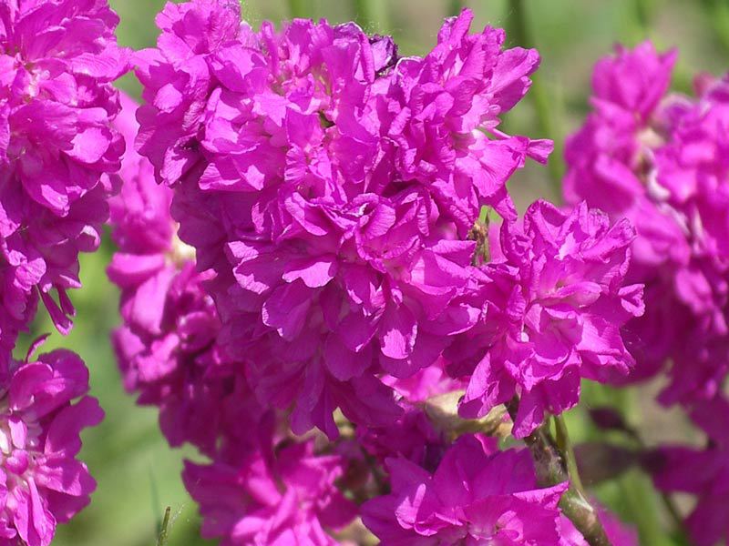 Lychnis crown