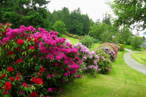 Rhododendrons in the garden