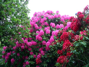 How long do rhododendrons bloom