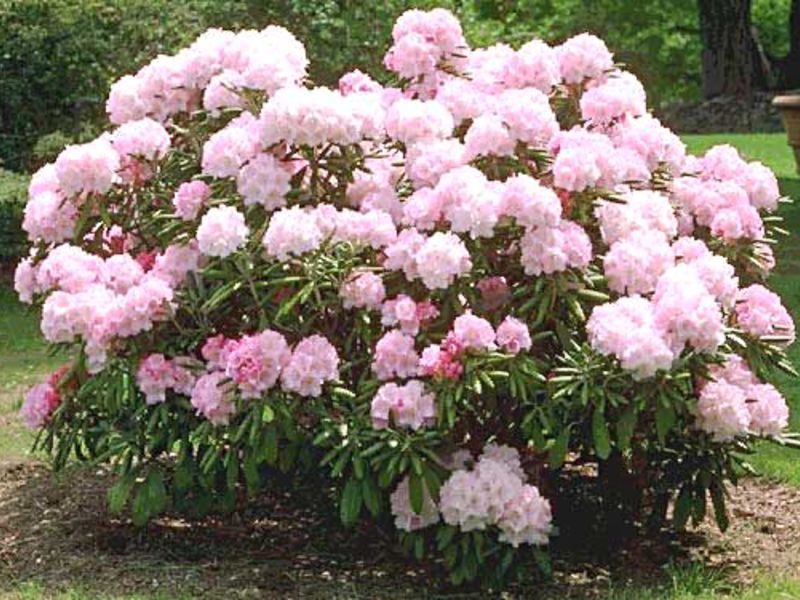 Rhododendrons in the garden