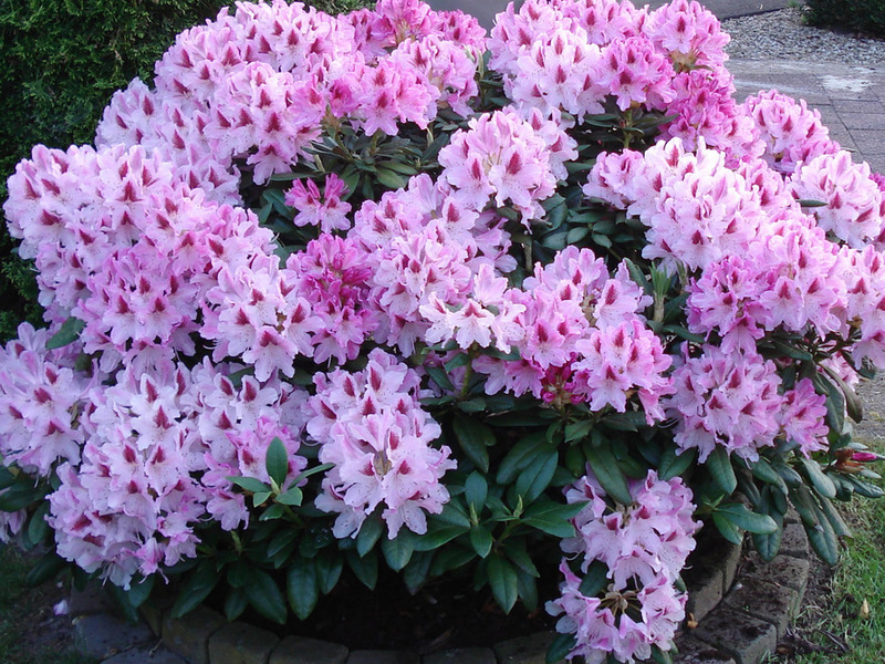 Rhododendron: planting, care and cultivation