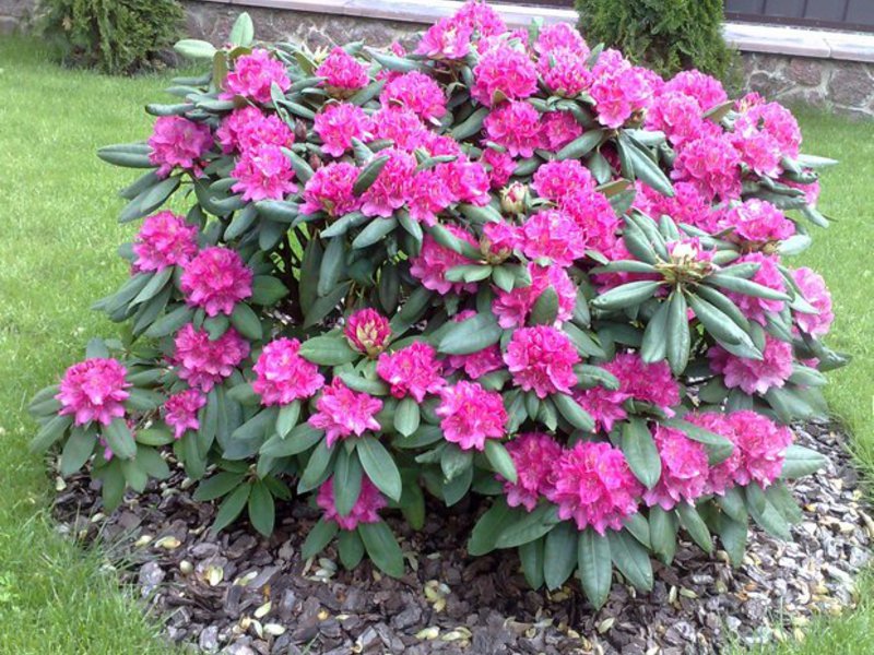 Flowering rhododendron shrub