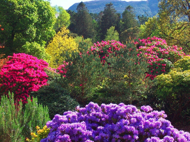 Planting and choosing a place for a rhododendron