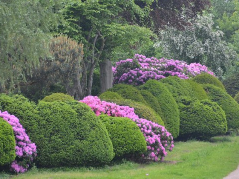 Garden shrubs rhododendron