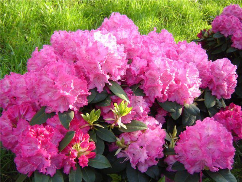 How long does rhododendron bloom