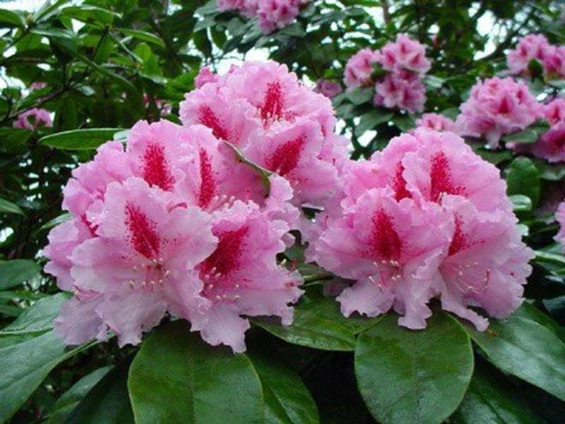 Rhododendrons in the garden