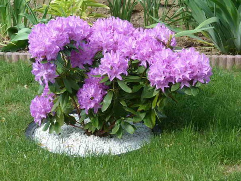 Rhododendron flowering period