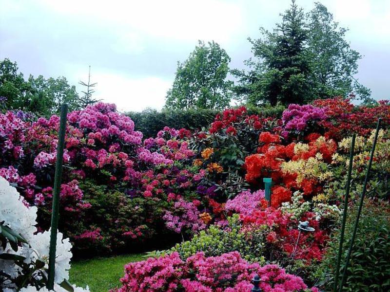 Garden rhododendron