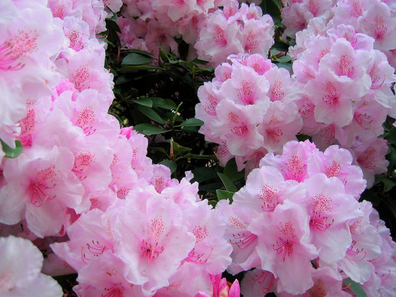 Rhododendron: planting, care and cultivation