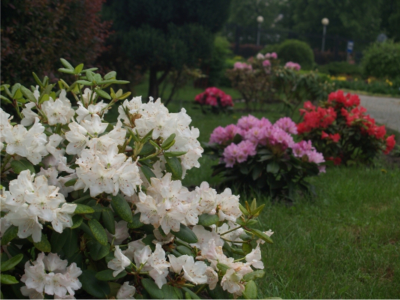 Growing rhododendron