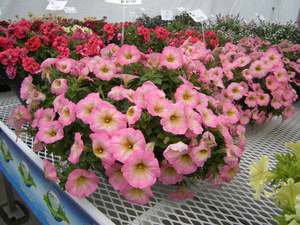 Petunia varieties and care