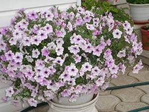 Ampelous petunia transplant