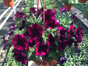 Petunia pests