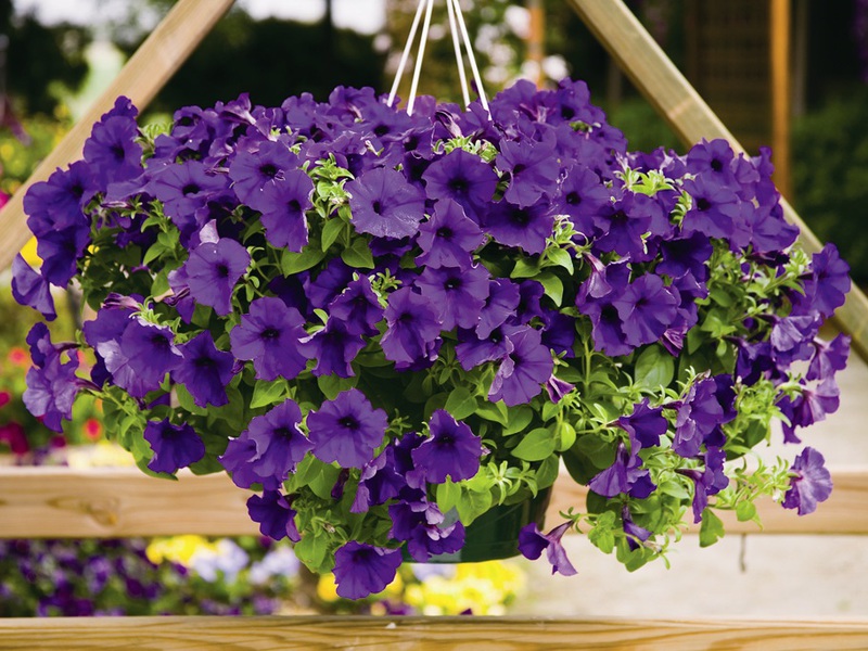 Varieties of ampelous petunia