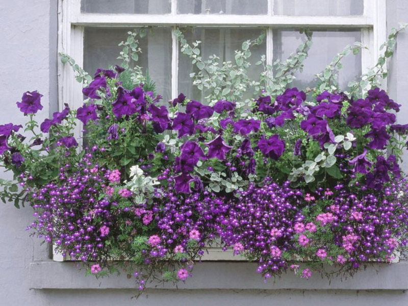 Caring for ampelous petunia