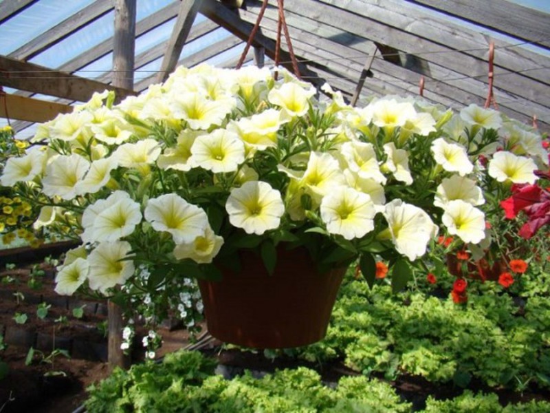 Petunia ampelous as a decoration of the balcony