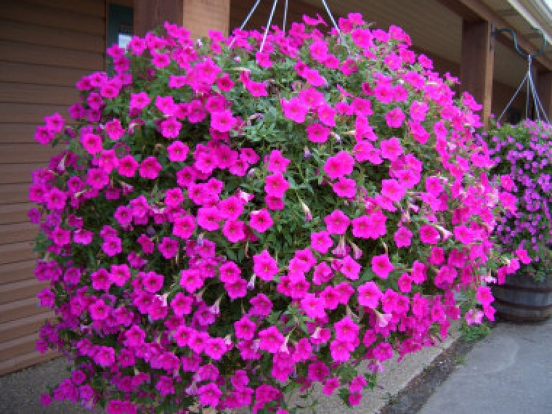 Petunia varieties and care