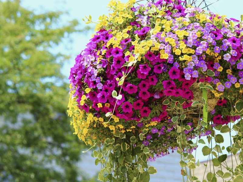 Hanging basket with blooming petunias