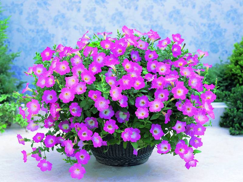 Flowerpot with ampelous petunia