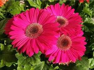 Gerbera diseases