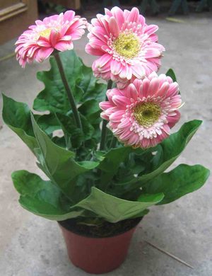 Growing gerbera seeds