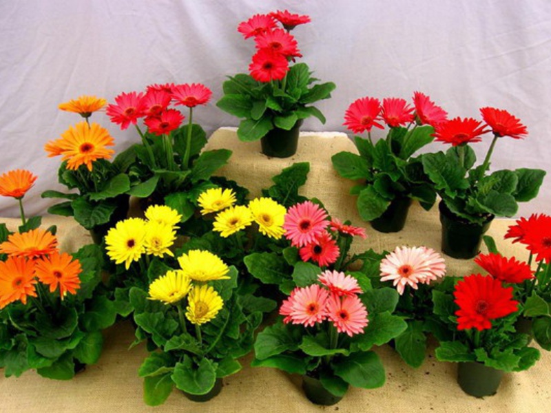 How to care for a gerbera