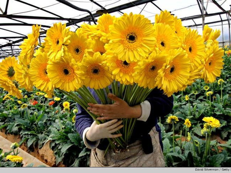 Gerbera bloom period