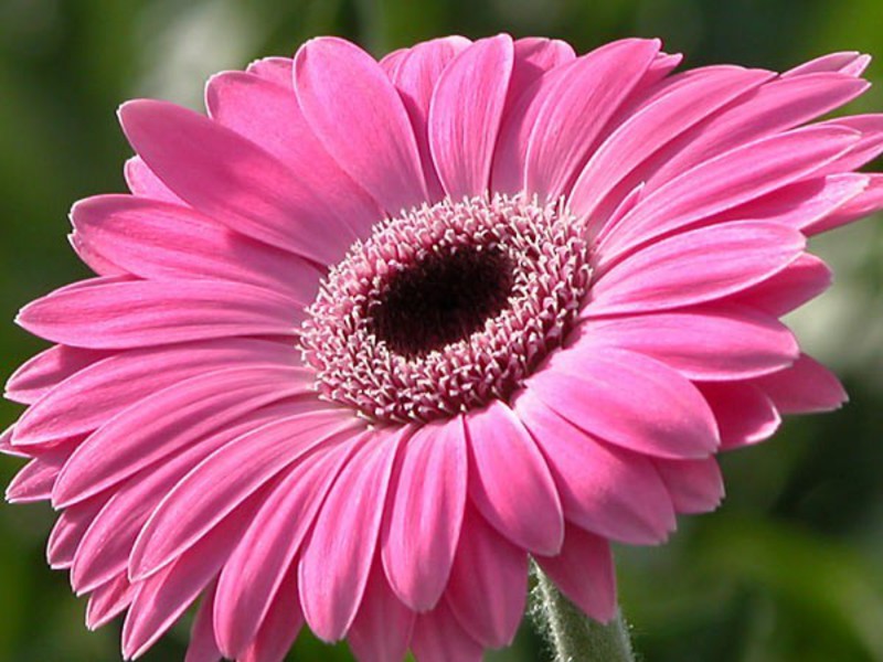 Blooming gerberas