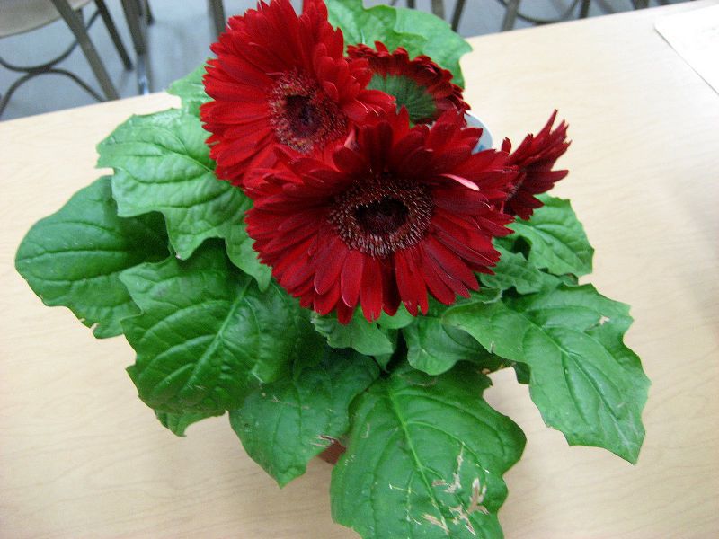 Growing gerbera seeds