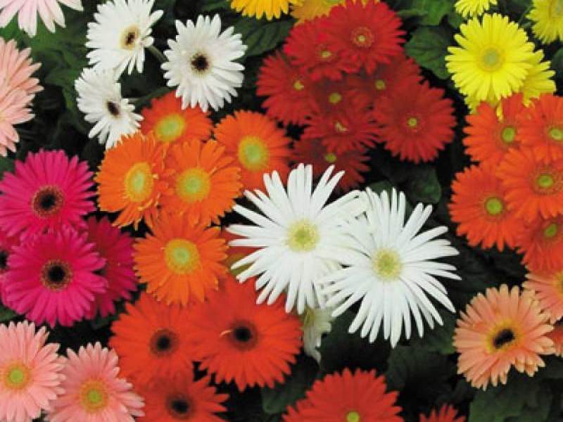 What colors does gerbera bloom