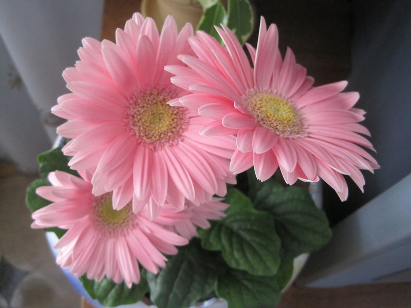 Gerbera cultivation methods