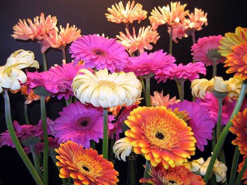 What flowers does gerbera bloom