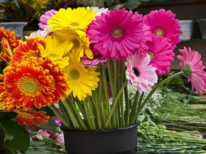 Motley beauty gerbera