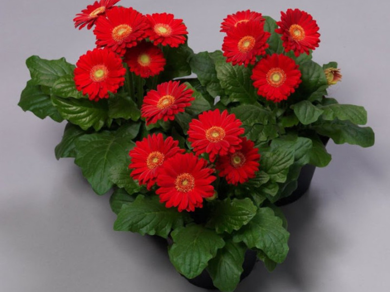 Gerbera diseases