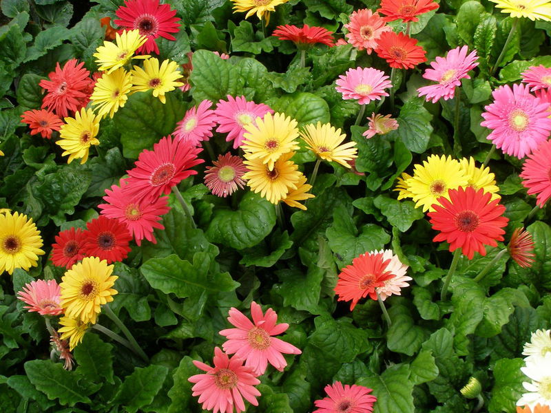 Growing gerbera seeds