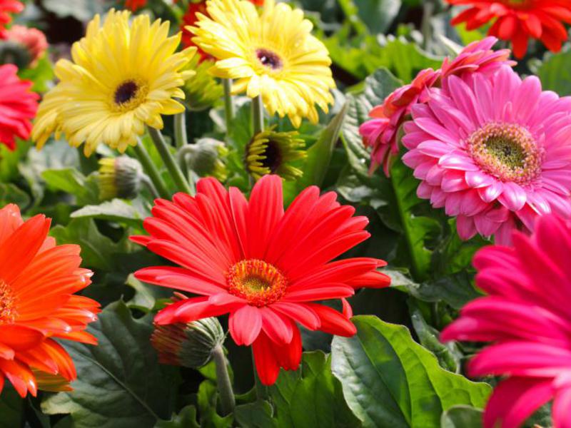 How to care for a gerbera